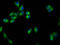 Semaphorin 6B antibody, LS-C681295, Lifespan Biosciences, Immunofluorescence image 