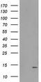 Retrotransposon Gag Like 8B antibody, M31820-1, Boster Biological Technology, Western Blot image 