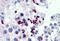 CGG Triplet Repeat Binding Protein 1 antibody, MBS246143, MyBioSource, Immunohistochemistry frozen image 