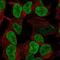 Paired Like Homeobox 2B antibody, NBP2-68991, Novus Biologicals, Immunofluorescence image 