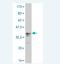 Ribosomal Protein S6 Kinase A1 antibody, H00006195-M01, Novus Biologicals, Western Blot image 