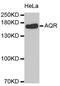 Aquarius Intron-Binding Spliceosomal Factor antibody, PA5-76602, Invitrogen Antibodies, Western Blot image 