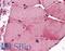 Fukutin antibody, LS-B4851, Lifespan Biosciences, Immunohistochemistry frozen image 