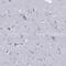 Tripartite Motif Containing 46 antibody, NBP2-62626, Novus Biologicals, Immunohistochemistry paraffin image 