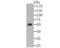 Aldehyde Dehydrogenase 1 Family Member A1 antibody, NBP2-76908, Novus Biologicals, Western Blot image 