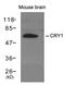 Cryptochrome Circadian Regulator 1 antibody, 79-637, ProSci, Western Blot image 