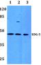 Sphingosine-1-Phosphate Receptor 2 antibody, AP01311PU-N, Origene, Western Blot image 