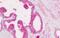 CD11C antibody, GTX54062, GeneTex, Immunohistochemistry paraffin image 