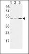 Hyaluronan And Proteoglycan Link Protein 1 antibody, LS-C166785, Lifespan Biosciences, Western Blot image 
