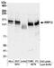 Ribosomal RNA Processing 12 Homolog antibody, NBP2-36547, Novus Biologicals, Western Blot image 