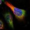 CLPTM1 Like antibody, HPA014791, Atlas Antibodies, Immunofluorescence image 