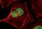 JunB Proto-Oncogene, AP-1 Transcription Factor Subunit antibody, PA5-17263, Invitrogen Antibodies, Immunofluorescence image 