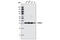 Emerin antibody, 2660S, Cell Signaling Technology, Western Blot image 