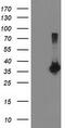 Low Density Lipoprotein Receptor Adaptor Protein 1 antibody, CF503840, Origene, Western Blot image 