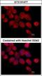 Transketolase antibody, GTX101477, GeneTex, Immunofluorescence image 