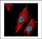 Nuclear Receptor Subfamily 4 Group A Member 2 antibody, PA5-78097, Invitrogen Antibodies, Immunofluorescence image 