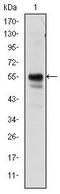 RUNX Family Transcription Factor 1 antibody, MA5-15814, Invitrogen Antibodies, Western Blot image 