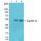 Cyclin A1 antibody, A03889, Boster Biological Technology, Western Blot image 