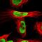 T3 receptor-associating factor antibody, NBP1-85386, Novus Biologicals, Immunofluorescence image 