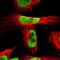 Nuclear Receptor Corepressor 2 antibody, NBP1-85386, Novus Biologicals, Immunofluorescence image 