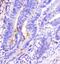 Adenosine Deaminase antibody, M00866, Boster Biological Technology, Immunohistochemistry frozen image 