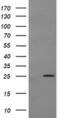 Mitochondrial Ribosomal Protein S34 antibody, MA5-26086, Invitrogen Antibodies, Western Blot image 