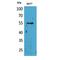 Leukocyte Immunoglobulin Like Receptor A4 antibody, LS-C387013, Lifespan Biosciences, Western Blot image 