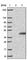 Cyclin Dependent Kinase 20 antibody, HPA027401, Atlas Antibodies, Western Blot image 