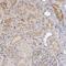 Alpha-1-antitrypsin antibody, NBP1-90309, Novus Biologicals, Immunohistochemistry frozen image 