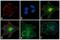 Mouse IgG2a antibody, P-21139, Invitrogen Antibodies, Immunofluorescence image 