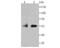 FKBP Prolyl Isomerase 5 antibody, NBP2-75490, Novus Biologicals, Western Blot image 