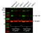 Insulin Like Growth Factor 1 Receptor antibody, NBP1-77680, Novus Biologicals, Western Blot image 