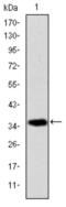 Apoptosis Inducing Factor Mitochondria Associated 1 antibody, abx011979, Abbexa, Western Blot image 