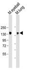 Retinol Binding Protein 3 antibody, MBS9214557, MyBioSource, Western Blot image 