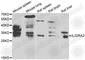 Interleukin-22 receptor subunit alpha-2 antibody, A7145, ABclonal Technology, Western Blot image 