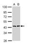 GDP-Mannose 4,6-Dehydratase antibody, NBP1-33424, Novus Biologicals, Western Blot image 