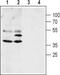 Aquaporin 4 antibody, PA5-77716, Invitrogen Antibodies, Western Blot image 