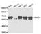 SMAD Family Member 4 antibody, A5657, ABclonal Technology, Western Blot image 