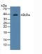 Legumain antibody, LS-C372984, Lifespan Biosciences, Western Blot image 