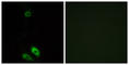 Aldo-keto reductase family 1 member C-like protein 1 antibody, abx014169, Abbexa, Western Blot image 