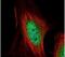 Macrophage Erythroblast Attacher antibody, PA5-30375, Invitrogen Antibodies, Immunofluorescence image 