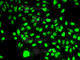 Nicotinamide Phosphoribosyltransferase antibody, A0256, ABclonal Technology, Immunofluorescence image 