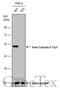 Tubulin Beta 3 Class III antibody, GTX631830, GeneTex, Western Blot image 