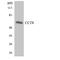 Chaperonin Containing TCP1 Subunit 8 antibody, LS-C291765, Lifespan Biosciences, Western Blot image 