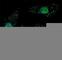 Autophagy Related 7 antibody, F46229-0.4ML, NSJ Bioreagents, Immunofluorescence image 
