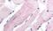 WNK1 antibody, PA5-33110, Invitrogen Antibodies, Immunohistochemistry frozen image 