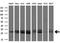Protein SSX2 antibody, M12258, Boster Biological Technology, Western Blot image 