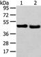 Tribbles Pseudokinase 2 antibody, CSB-PA172809, Cusabio, Western Blot image 