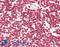 PHD Finger Protein 6 antibody, LS-B13551, Lifespan Biosciences, Immunohistochemistry paraffin image 