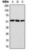Activating Transcription Factor 2 antibody, orb216067, Biorbyt, Western Blot image 